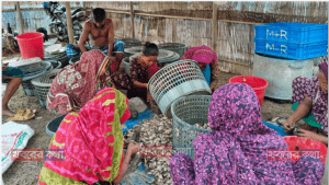 কাঁকড়া চাষের মাধ্যমে উপকূলের উন্নয়ন ও বিদেশে হচ্ছে রপ্তানি