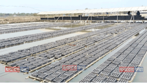 কাঁকড়া চাষের মাধ্যমে উপকূলের উন্নয়ন ও বিদেশে হচ্ছে রপ্তানি